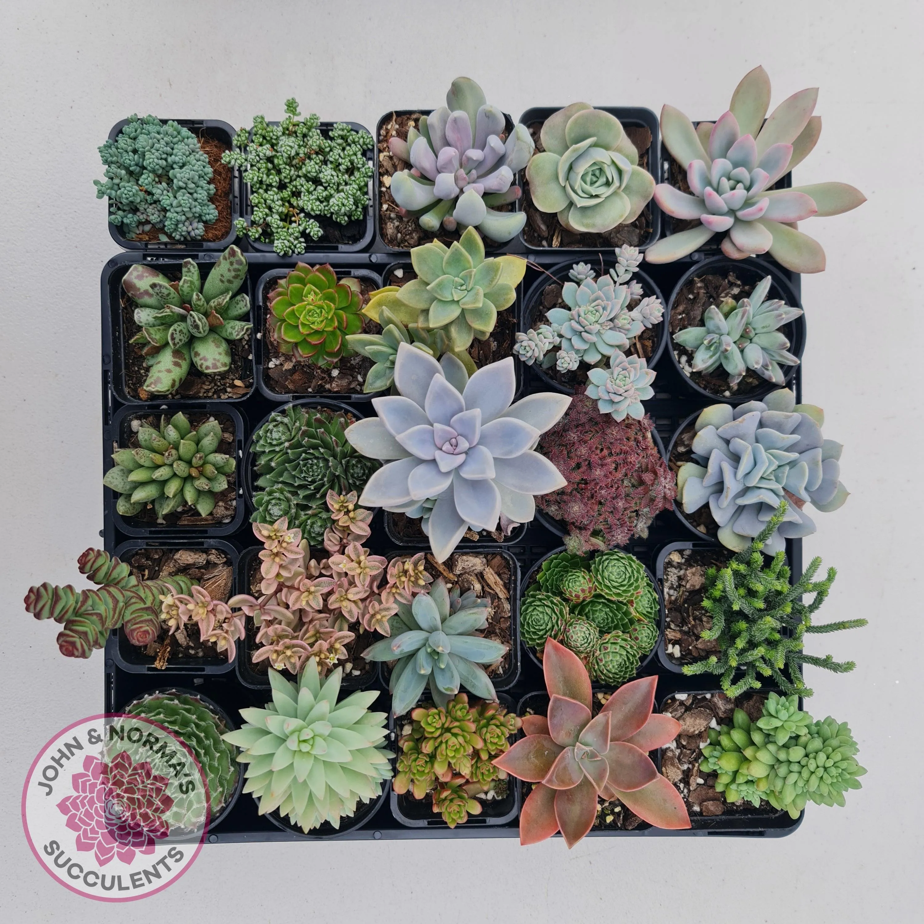 Bulk Mixed Succulent Value Packs